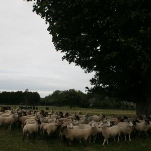 2008 17th Aug French Hall Meadow W.I. visit 18