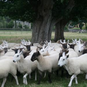 2008 17th Aug French Hall meadow W.I. visit 17