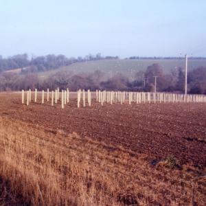 2008 December Dalham Rd new belt of trees planted319