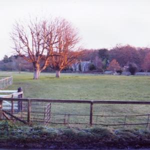 2008 December French Hall meadow Sycamores catch the morn