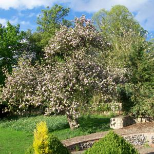 2013 08 05 Brookside Moulton rare apple tree in Blossom 