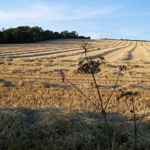 2013 08 08 Moulton Suffolk Bonfire Hill from the Dalham fo