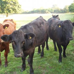 2013 08 08 Moulton Suffolk bullocks in French Hall Meadow.