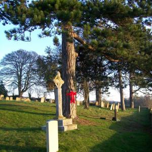 2013 11 12 Moulton churchyard Corsican Pine saved from 1