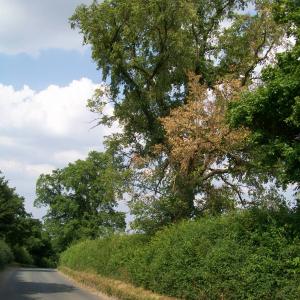 2013 18 07 Moulton Cheveley Rd last of the old elms far 