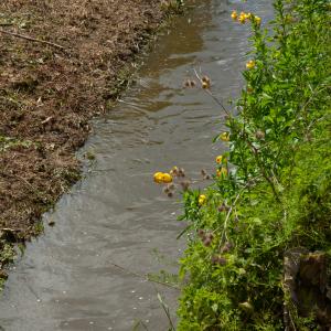 2014 25 05 Playing Field Moulton Fun day 10