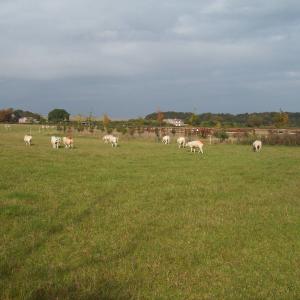 2015 10 10 Moulton sheep near Kennett Rd footpath 2