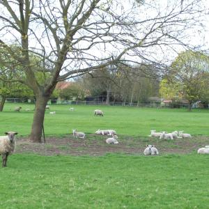 2015 17 04 lambs in French Hall meadow.