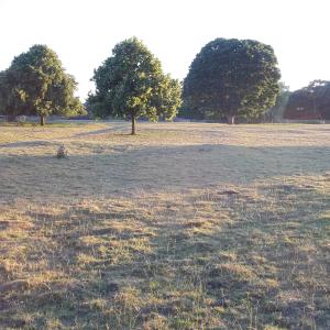 2015 30 06 French Hall meadow showing traces of the old village 1