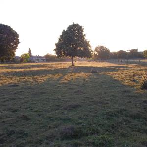 2015 30 06 French Hall meadow showing traces of the old village 2