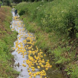 2016 12 06 Moulton Fun day duck race lesley nichols photo 5