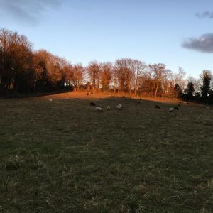 2018 09 12 The Plantation on Bonfire Hill