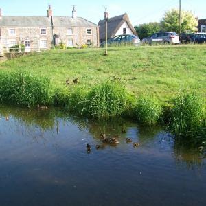 2018 10 06 Moulton ducks at Church Ford 1