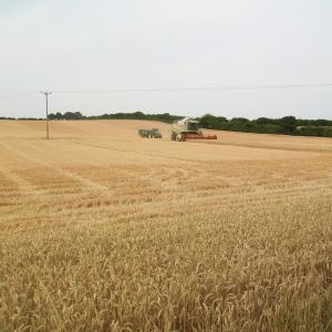 2018 19 07 Moulton field next to the Dalham footpath