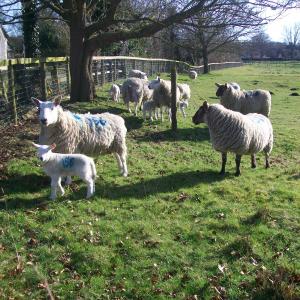 2018 21 03 French Hall meadow 1