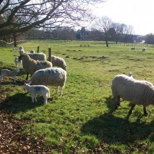 2018 21 03 French Hall meadow 2
