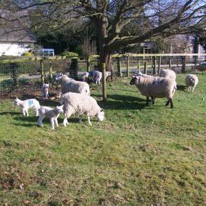 2018 21 03 French Hall meadow 3
