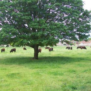 2019 06 05 Moulton French Hall Meadow Galloway cattle