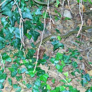 2019 18 07 Moulton Brookside Grass snake