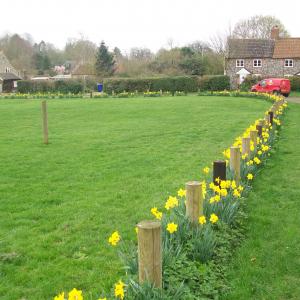 2019 22 03 Daffodils on the Village Green 1