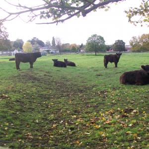 2019 30 10 french Hall Meadow Galloways 1