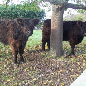 2019 30 10 french Hall Meadow Galloways 2