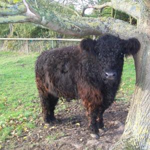 2019 30 10 french Hall Meadow Galloways 3