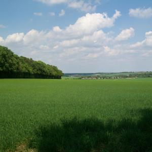 2020 08 04 Thrift Covet from the NKT Rd Cheveley Rd footpath.
