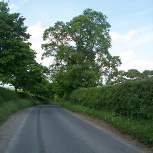 2020 08 04 one of the last old Elm trees. Cheveley Rd Moulton