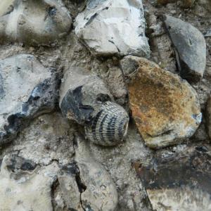 2020 26 01 Fossil No 2 Priory Wall Moulton
