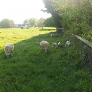 2020 26 04 French Hall Maedow lambs. Moulton 1