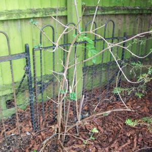 2020 29 01 Brookside Moulton Old School top playground Rectors gate