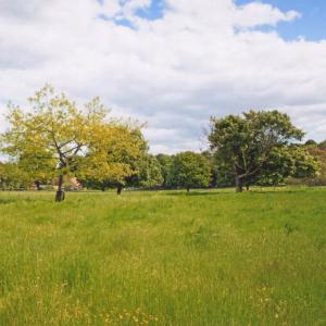 2020 Moulton French Hall Meadow Views by Viviene Houghlen 3