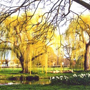 2020 Moulton Views by Viviene Houghlen 17