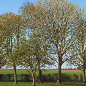 2020 Moulton Views by Viviene Houghlen 2