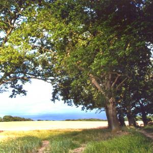 2020 Moulton Views by Viviene Houghlen 31