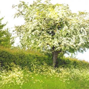 2020 Moulton Views by Viviene Houghlen 39