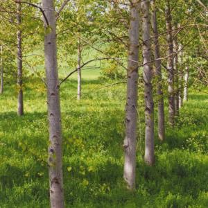 2020 Moulton Views by Viviene Houghlen 7