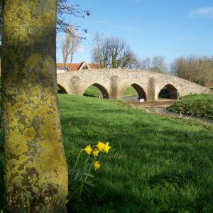 2020 Moulton Village Green first daffidils.