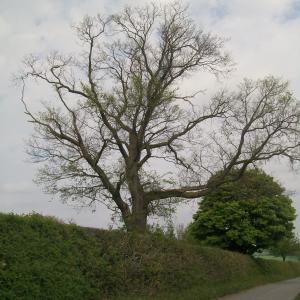 2020 Moulton one of the Last old elms Ashley Rd.