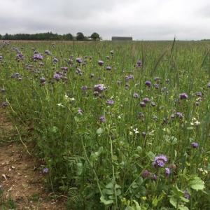2021 04 06 Bonfire Hill looking towards Primrose Hill