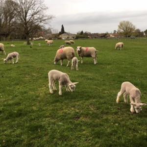 2021 11 04 Lambs in French Hall meadow.