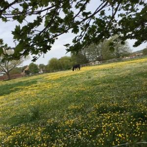 2021 14 05. Moulton Hall meadow