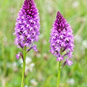 2021 29 06 Bonfire Hill Pyramidal Orchid.