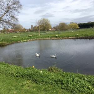 2021 April French Hall pond with geese.