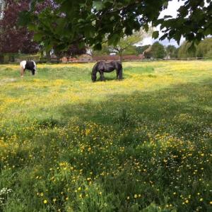 2021 May Moulton Hall meadow.