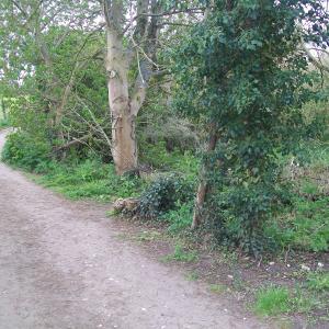 2021 walk towards Dalham 1