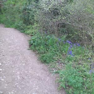 2021 walk towards Dalham 2