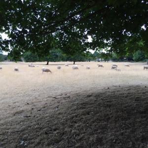 2022 August French Hall meadow drought conditions