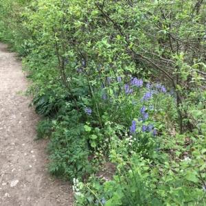 2022 May Dalham walk Bluebell corner
